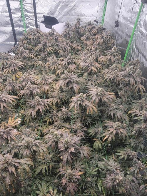 First run in new setup. Week 14 - Readi whip 12 plants