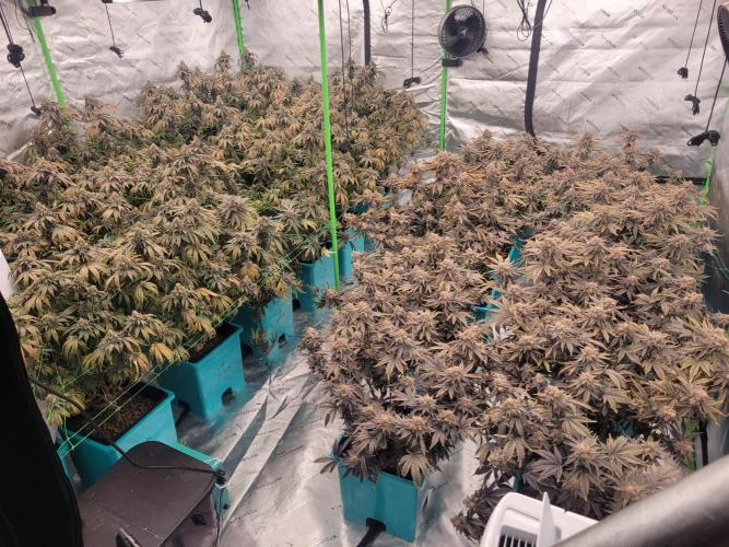 First run in new setup. Week 14 - 60 days today. Pushing all 1 more week.