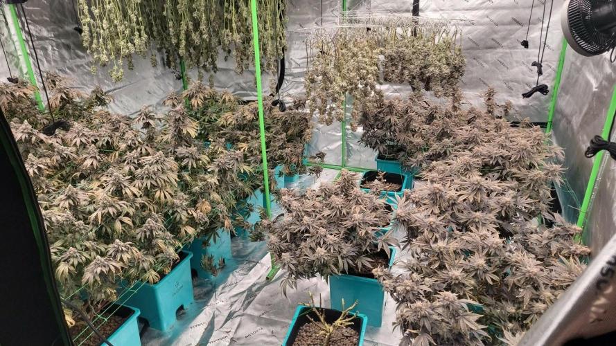 First run in new setup. Week 15 - Start of chop due to mould