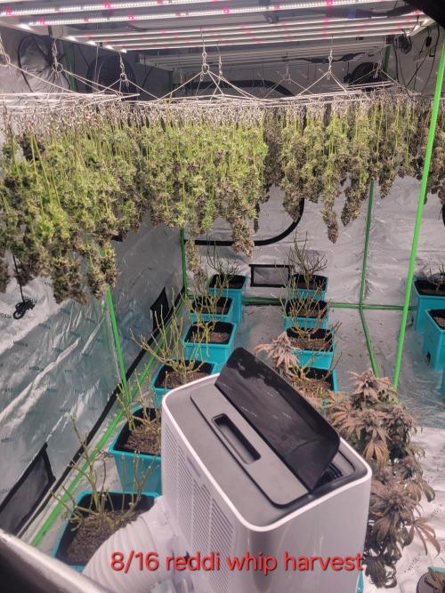 First run in new setup. Week 15 - You can see the purple from the extream nigh cold