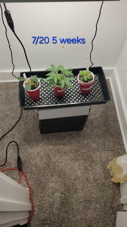 Cranberry kush . Week 5