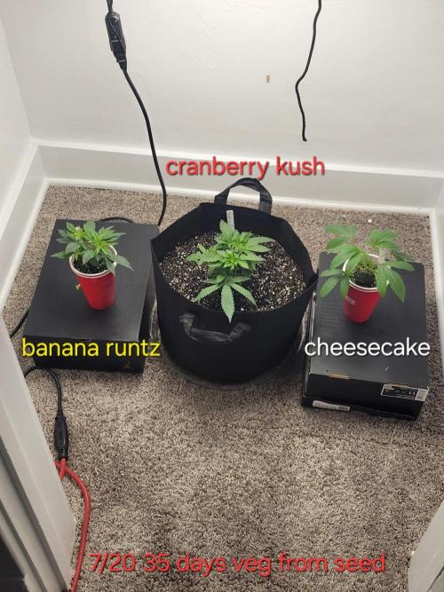 Cranberry kush . Week 6