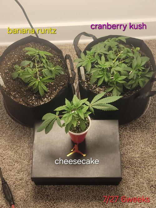 Cranberry kush . Week 7