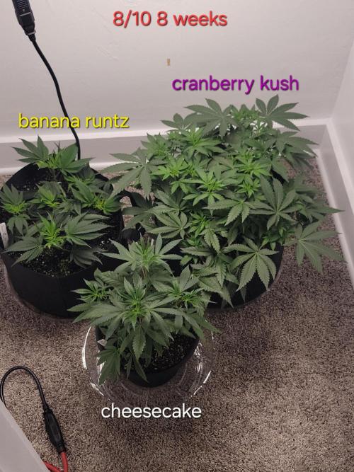 Cranberry kush . Week 8