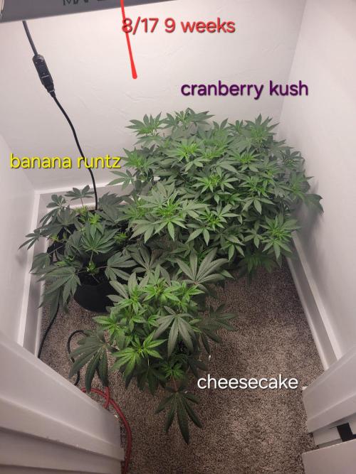 Cranberry kush . Week 9