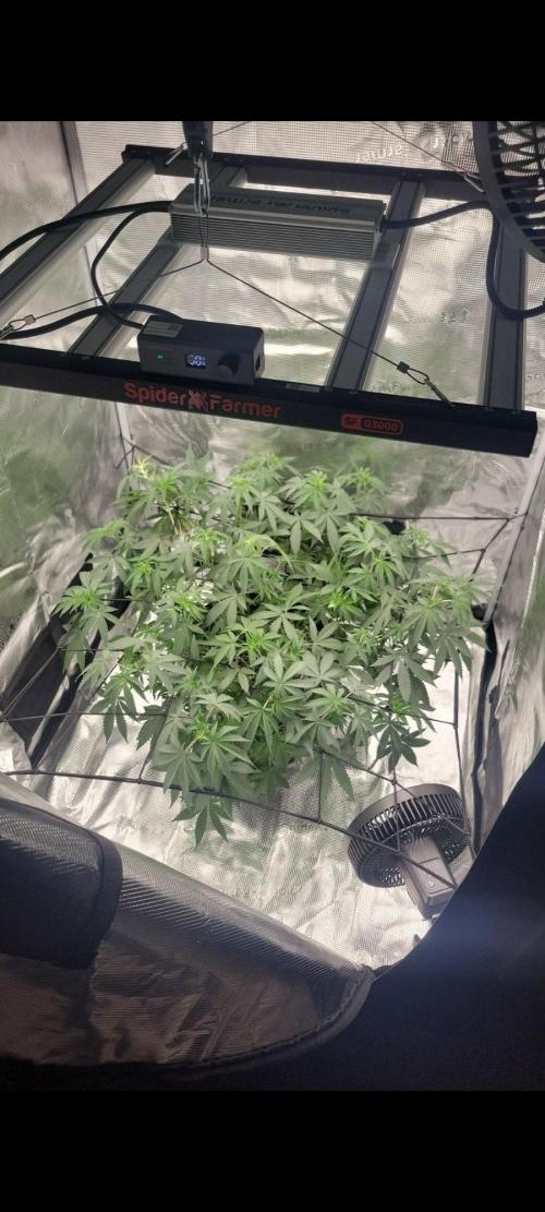 New 3x3 first run. Week 10 - Got in her new home with net and cleaned up