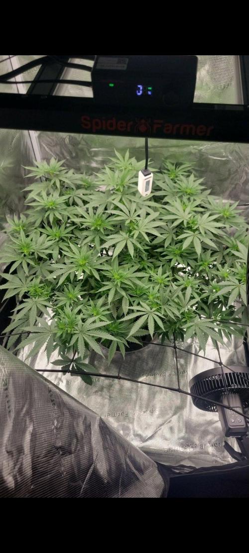 Cranberry kush . Week 11