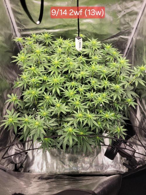 New 3x3 first run. Week 13 - Forsure a female, end of 2nd week preflowers are formed