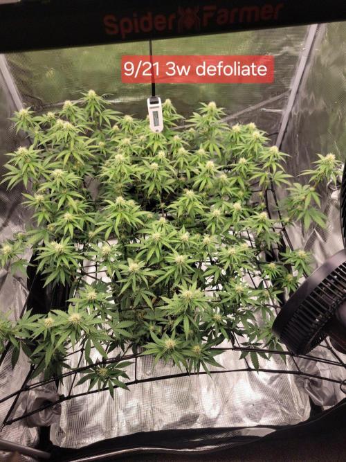 New 3x3 first run. Week 14 - Top view of day 21 defoliate 