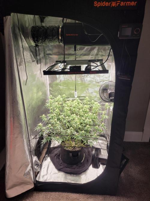 New 3x3 first run. Week 14 - Beautiful 3x3 300w full spider farmer set up