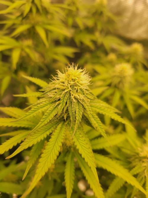New 3x3 first run. Week 15 - One the little tops looking good... been frosting for a week now