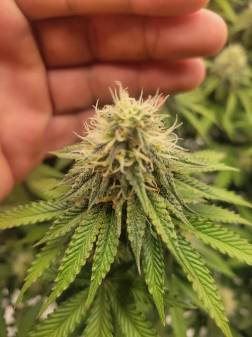 New 3x3 first run. Week 16 - She looking good for random bag seed