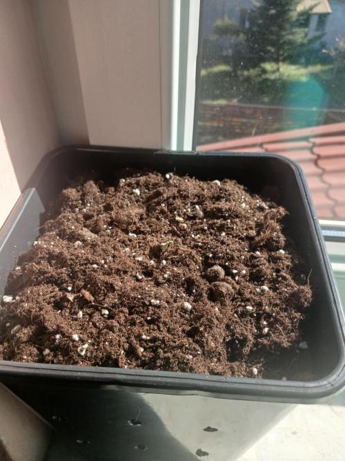 Red Gorilla Cookies Auto semi outdoor. Week 1 - I planted the sprouted seed in the soil on 23rd. There SHE is! 

25th