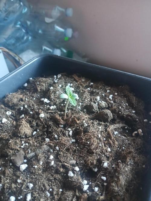 Red Gorilla Cookies Auto semi outdoor. Week 1 - 28th morning