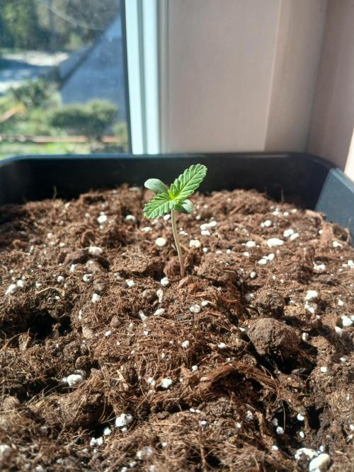 Red Gorilla Cookies Auto semi outdoor. Week 1 - 29th morning