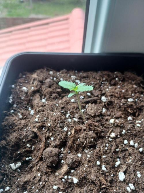 Red Gorilla Cookies Auto semi outdoor. Week 1 - 30th morning