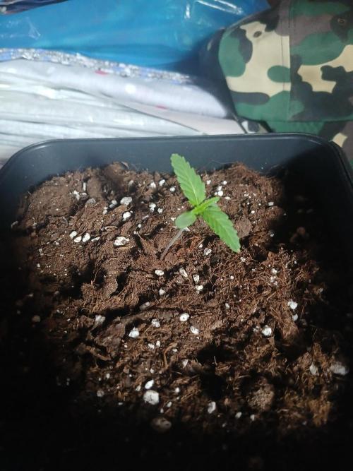 Red Gorilla Cookies Auto semi outdoor. Week 1 - 30th evening