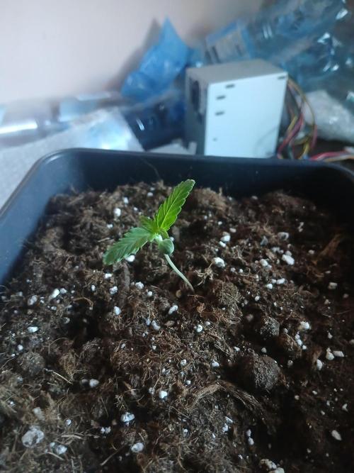 Red Gorilla Cookies Auto semi outdoor. Week 1 - 1st May