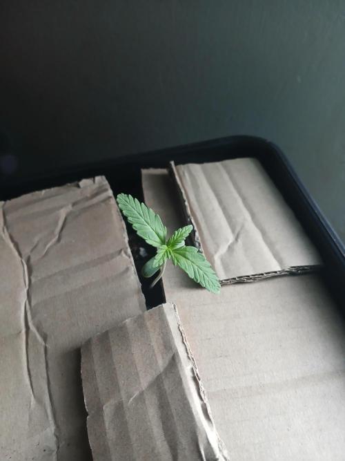 Red Gorilla Cookies Auto semi outdoor. Week 1 - 1st May evening