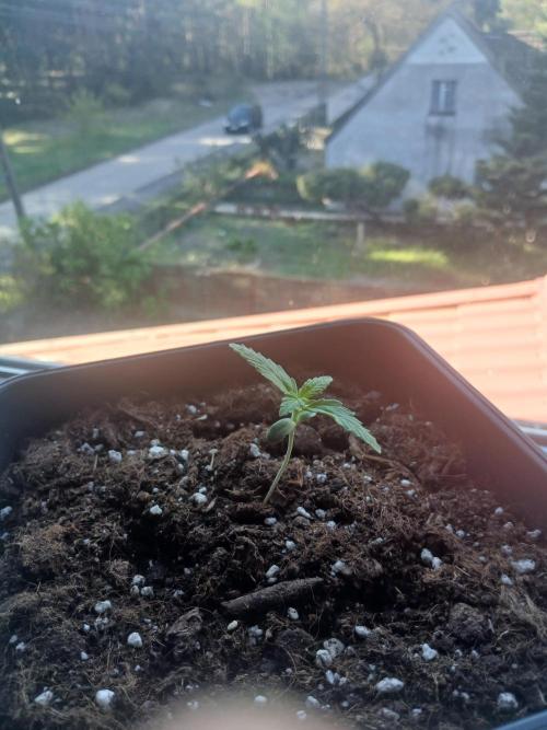Red Gorilla Cookies Auto semi outdoor. Week 2 - 2nd May morning