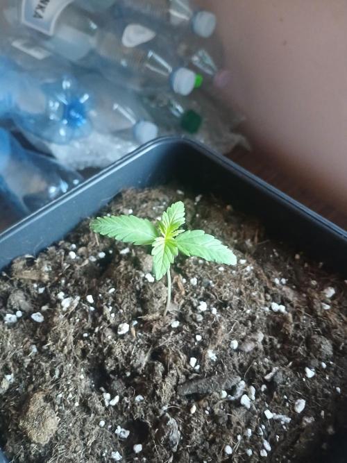 Red Gorilla Cookies Auto semi outdoor. Week 2 - 3rd morning