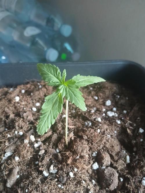 Red Gorilla Cookies Auto semi outdoor. Week 2 - 3rd evening