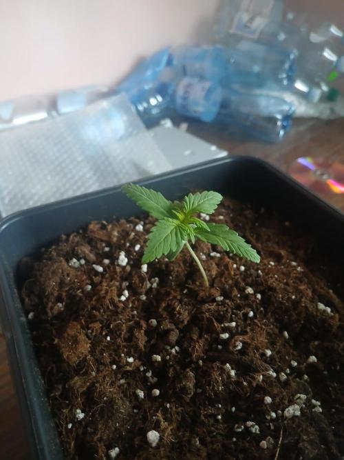 Red Gorilla Cookies Auto semi outdoor. Week 2 - 4th morning
