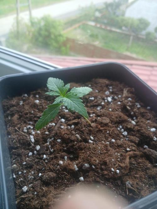 Red Gorilla Cookies Auto semi outdoor. Week 2 - 4th evening