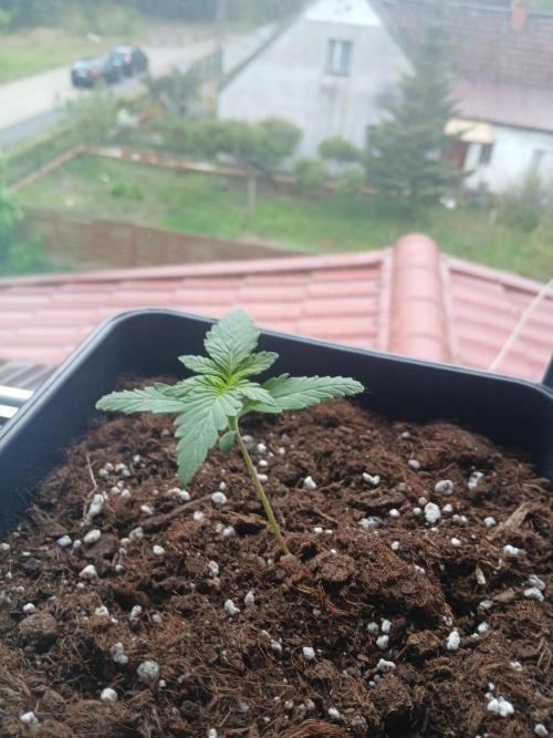 Red Gorilla Cookies Auto semi outdoor. Week 2 - 5th morning