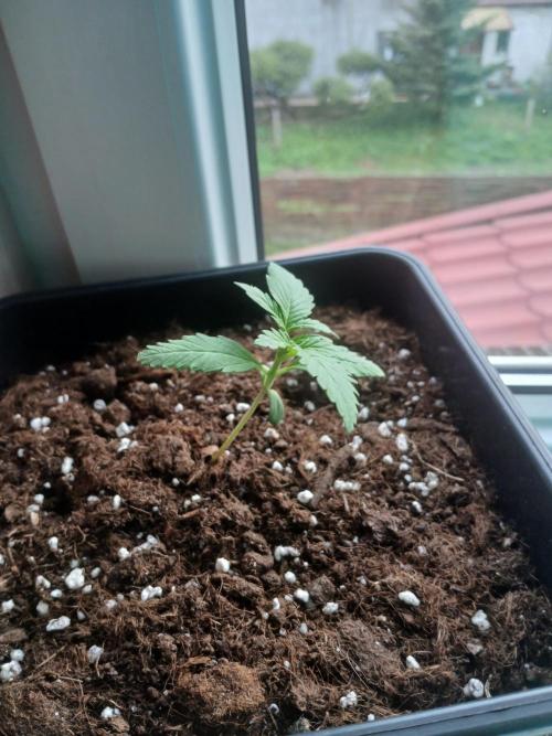 Red Gorilla Cookies Auto semi outdoor. Week 2 - 5th evening