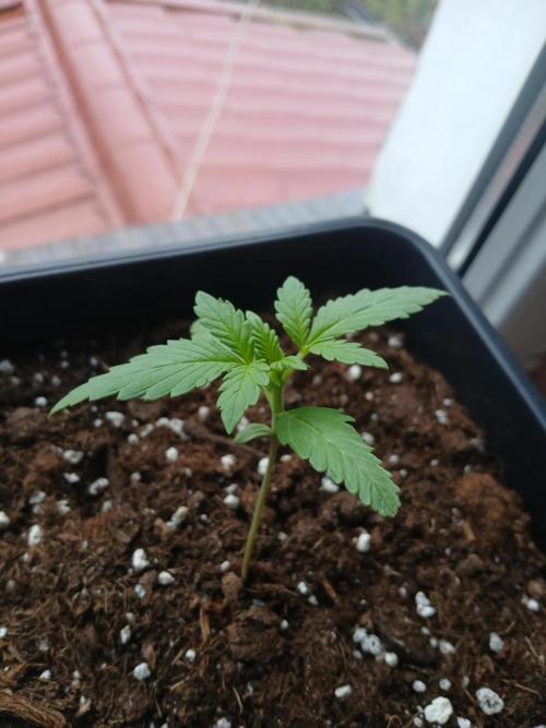 Red Gorilla Cookies Auto semi outdoor. Week 2 - 6th morning