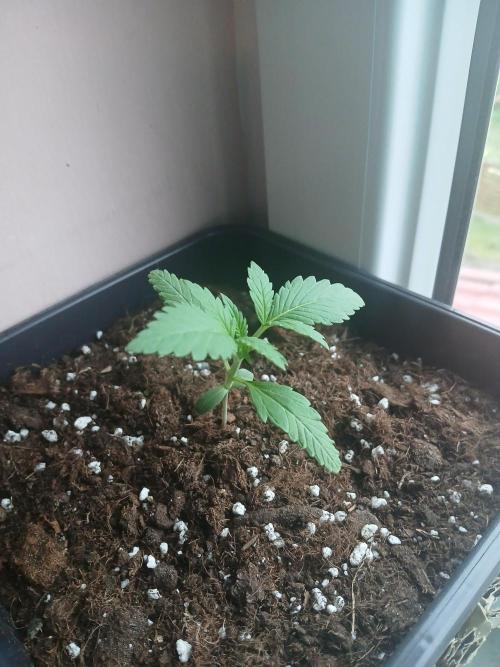 Red Gorilla Cookies Auto semi outdoor. Week 2 - 6th evening