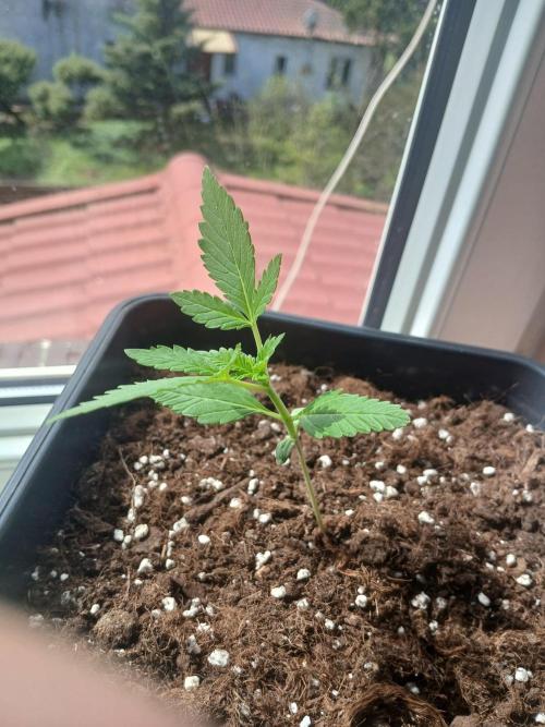 Red Gorilla Cookies Auto semi outdoor. Week 2 - 8th 