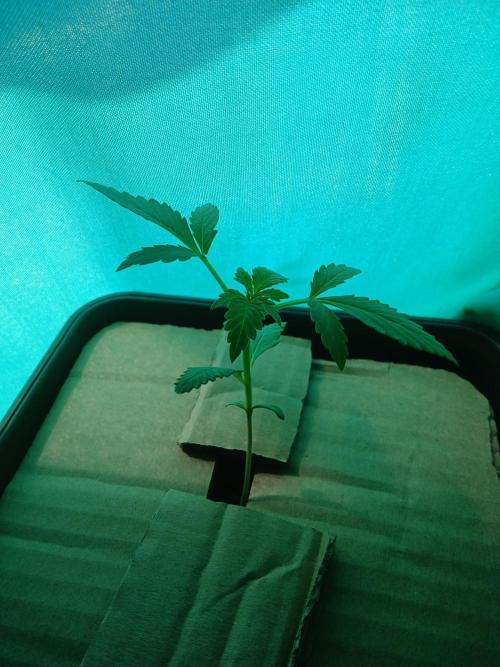 Red Gorilla Cookies Auto semi outdoor. Week 2 - 9th morning
