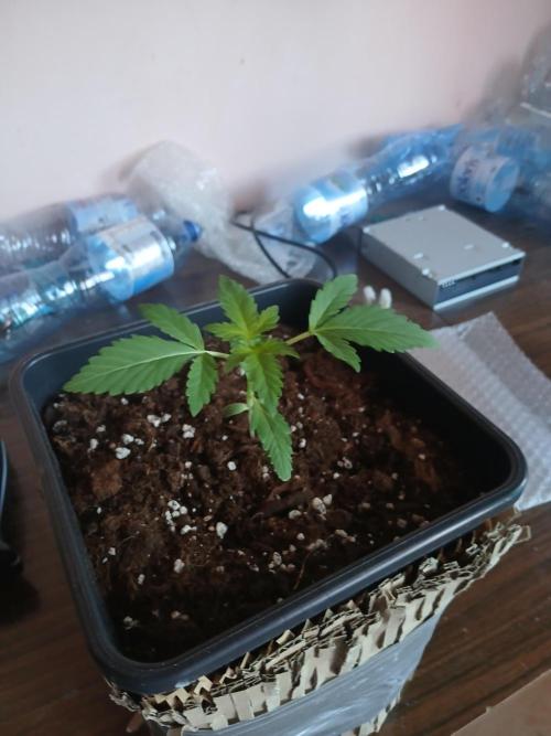 Red Gorilla Cookies Auto semi outdoor. Week 3 - May 10th morning
