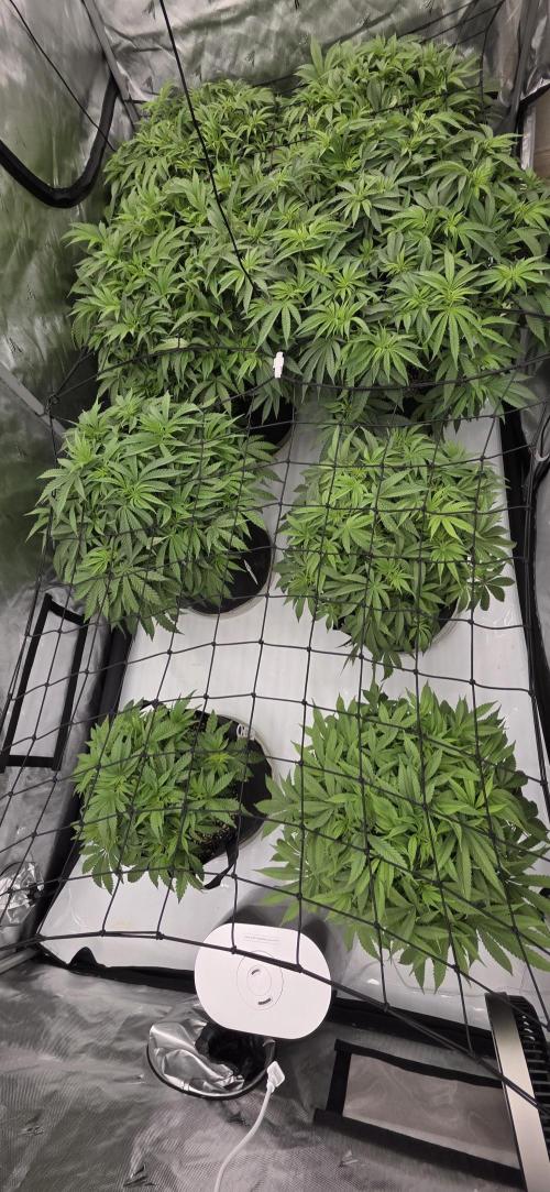 Runtz Punch. Week 7
