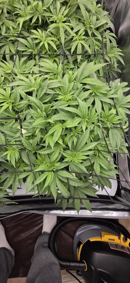 Runtz Punch. Week 7