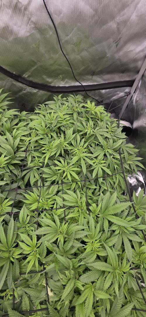 Runtz Punch. Week 7