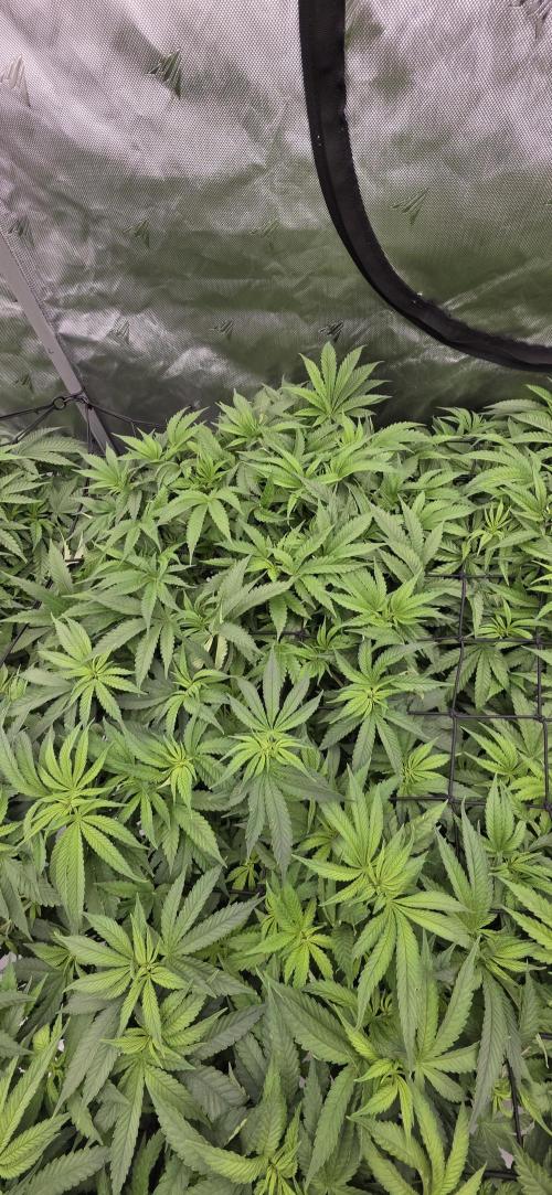Runtz Punch. Week 7
