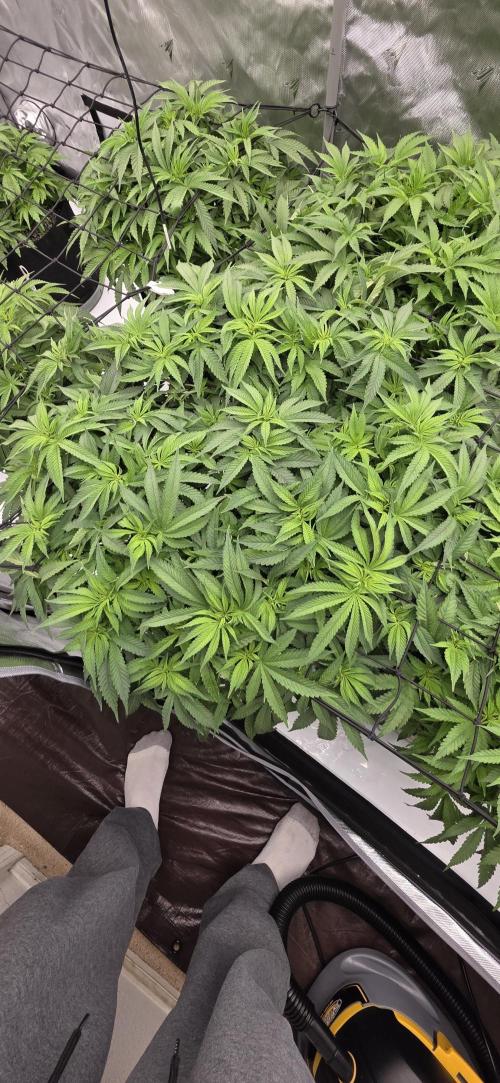 Runtz Punch. Week 7