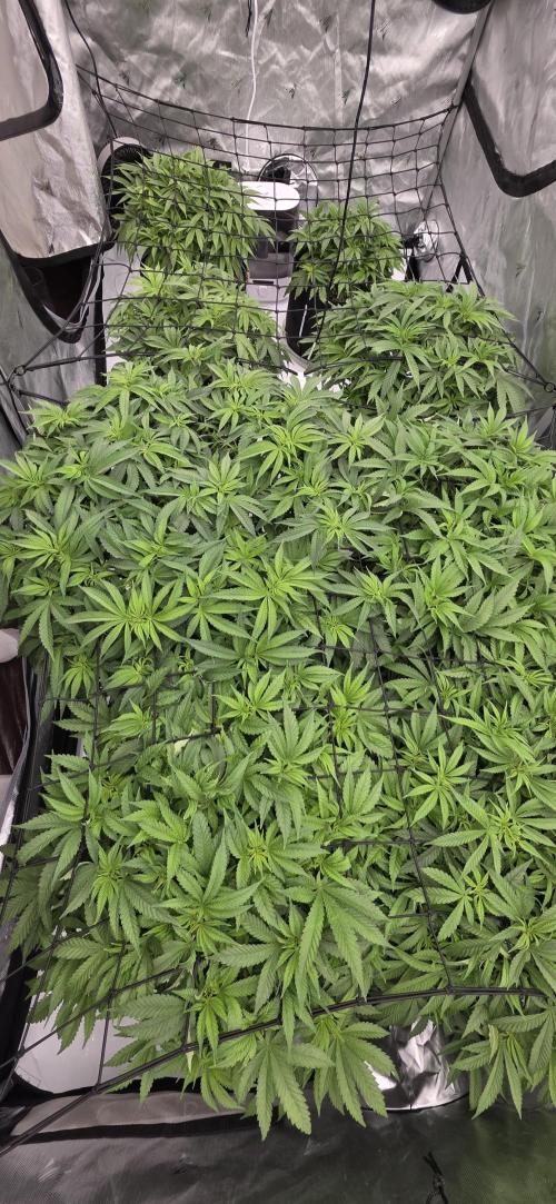 Runtz Punch. Week 7