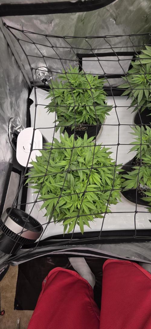Runtz Punch. Week 8