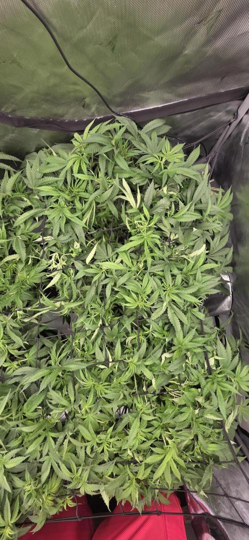 Runtz Punch. Week 8