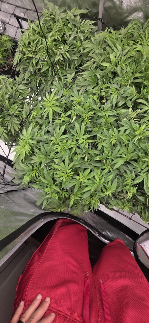 Runtz Punch. Week 8