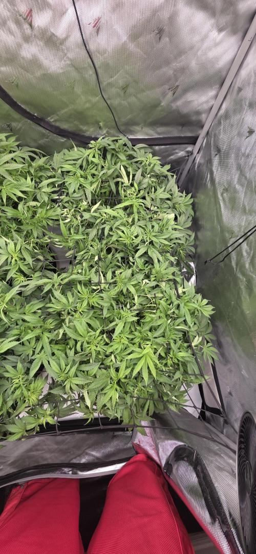 Runtz Punch. Week 8