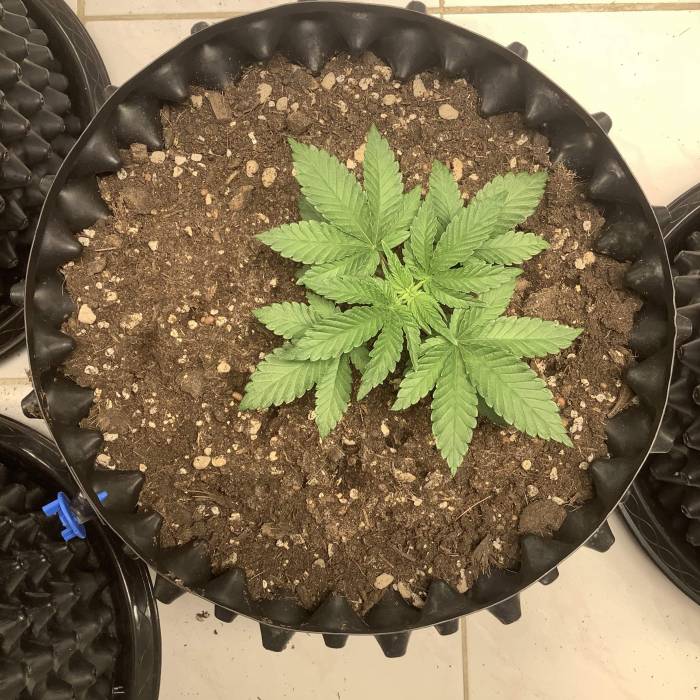 Wedding cake x Frosty Gelato. Week 2