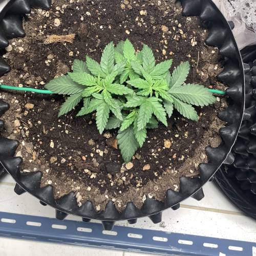 Wedding cake x Frosty Gelato. Week 3