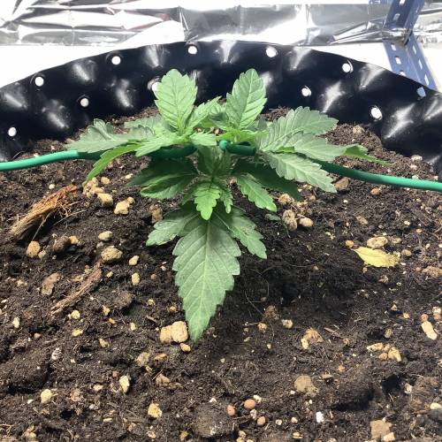 Wedding cake x Frosty Gelato. Week 3