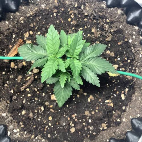 Wedding cake x Frosty Gelato. Week 3