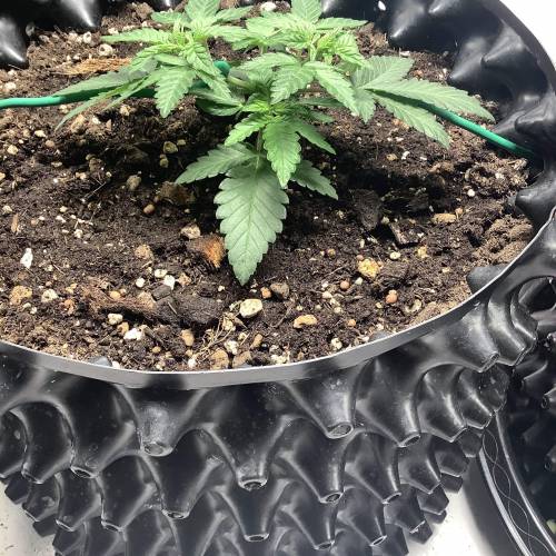 Wedding cake x Frosty Gelato. Week 3